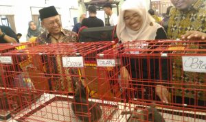 Pemkab Sumenep Harus Buat Regulasi Untuk Melindungi Kucing Ra’as  Agar Tidak Punah