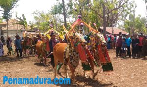 Lestarikan Budaya Nenek Moyang Warga Giliraje Gelar Festival Kerapan Sapi Betina