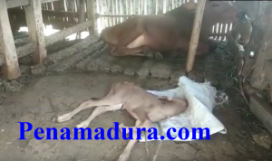 Ajaib…Seekor Sapi Lahir Anak Pertama Bermata Satu Gegerkan Warga Sumenep