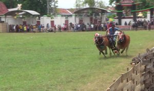 Polres Sumenep Bubarkan Kerapan Sapi Tingkat Kabupaten